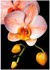 Картина за декориране с камъчета - Орхидея