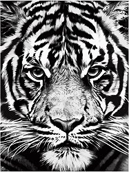 Рисуване по номера Foska - Бял тигър